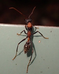 PC031983a.jpg